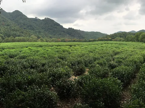 Longjing et le musée du thé